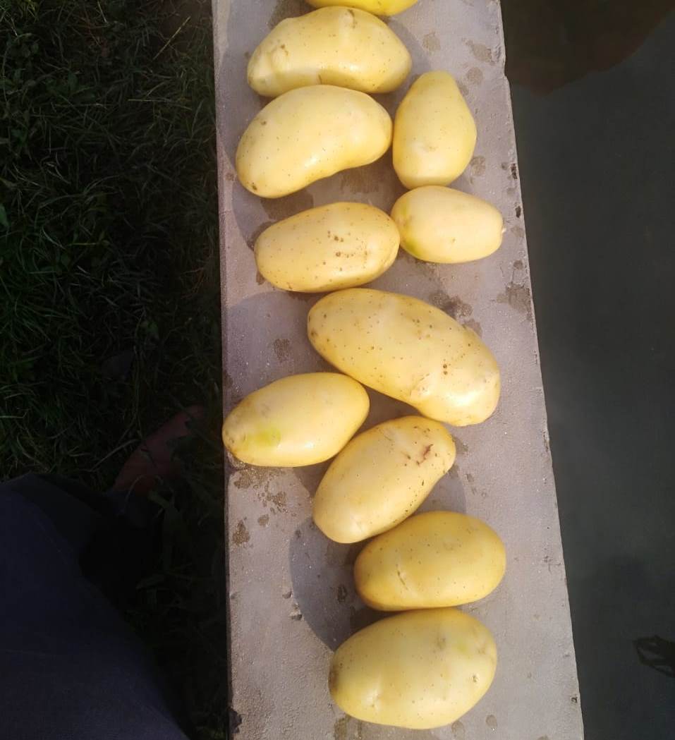 Картофель оптом нового урожая – сорт Мелодия, мытый  - фотография