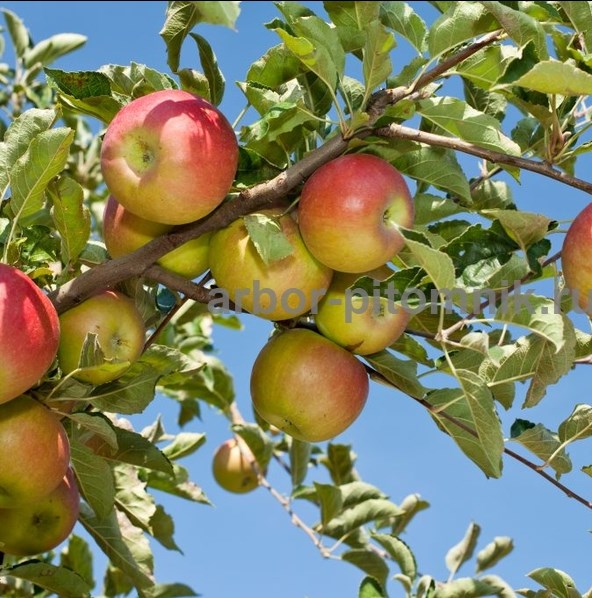Крупномеры яблонь, саженцы яблони и плодовых деревьев в Москве и Подмосковье из питомника - фотография