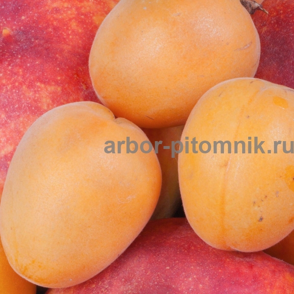 Саженцы абрикоса в Москве и Подмосковье - фотография