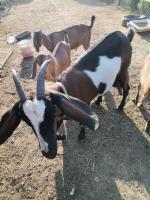 Продам породистых Нубийских козлят - Продажа объявление в Калуге