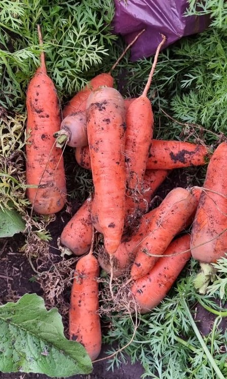 Отборные сорта моркови без трещин в Барнауле - фотография