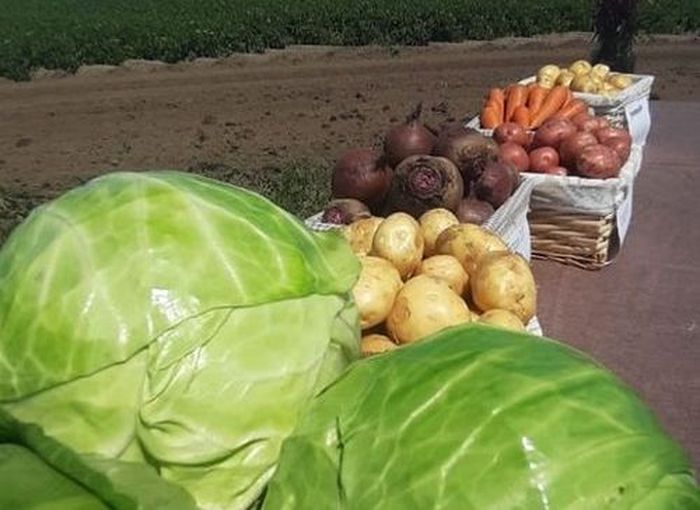 Отборные картошка, морковь, свекла, капуста и другие овощи от поставщика в Алтайском крае - фотография