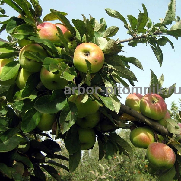 Саженцы яблони по низкой цене в Москве и Подмосковье - фотография