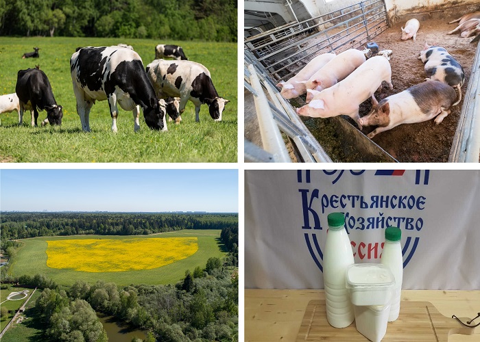Фермерское хозяйство в Московской области: молочные и мясные продукты - фотография
