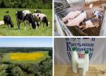 Фермерское хозяйство в Московской области: молочные и мясные продукты - Продажа объявление в Москве