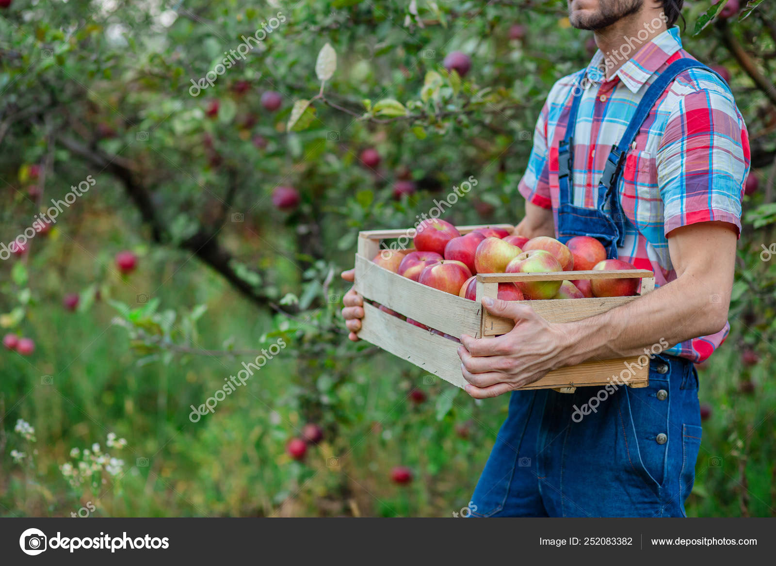 Требуется работник на сбор яблок - фотография