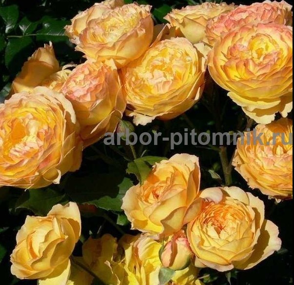 Саженцы роз из питомника с доставкой по Москве, розы в горшках - фотография