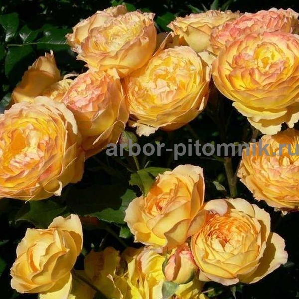 Саженцы роз напрямую из питомника - фотография