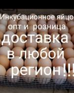 Инкубационное яйцо  - Продажа объявление в Москве