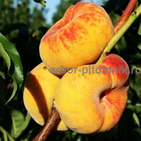 Саженцы персиков из питомника в Подмосковье - фотография